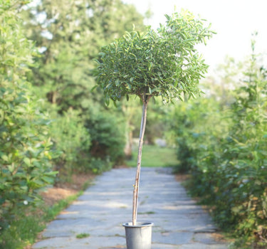 Tabebuia Rosea – Rosy Trumpet Tree