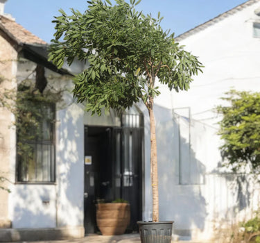 Tabebuia Argentea – Golden Bell Tree