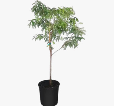 Tamarindus Indica - Tamarind Tree