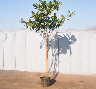Terminalia Catappa – Indian Almond Tree