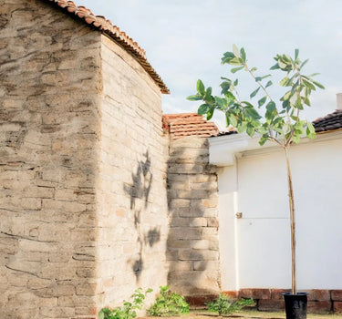 Terminalia Catappa – Indian Almond Tree