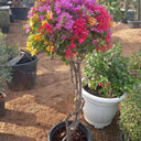 Thailand Bougainvillea Outdoor Plants Dubai. Potted plant with colorful flowers in a garden setting