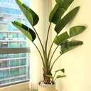 Traveller Palm in Rustic Indoor Balcony Plants UAE. Large potted plant in a room with a window and a red chair.