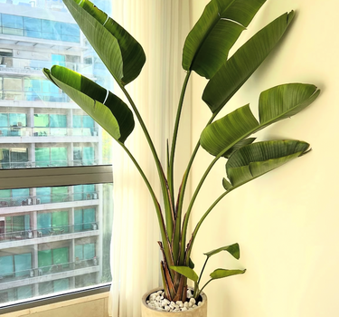 Traveller Palm in Rustic Indoor Balcony Plants UAE. Large potted plant in a room with a window and a red chair.