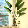 Traveller Palm in Rustic Indoor Balcony Plants UAE. Large potted plant in a room with a window and a red chair.