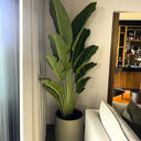 Travellers Palm Premium 2.5m Indoor Plants UAE. Potted plant in a room with a mirror and furniture