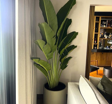 Travellers Palm Premium 2.5m Indoor Plants UAE. Potted plant in a room with a mirror and furniture