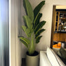 Travellers Palm Premium 2.5m Indoor Plants UAE. Potted plant in a room with a mirror and furniture