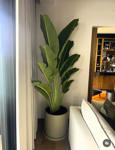 Travellers Palm Premium 2.5m Indoor Plants UAE. Potted plant in a room with a mirror and furniture
