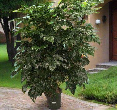 Radermachera Sinica – China Doll Tree 1