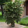 Radermachera Sinica – China Doll Tree 1