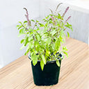 Ocimum Tenuiflorum – Holy Basil-Tulsi Plant 1