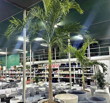 Veitchia Manila Palm (2m–2.5m) Big Large Plants UAE. Potted palm tree in a store setting with shelves in the background