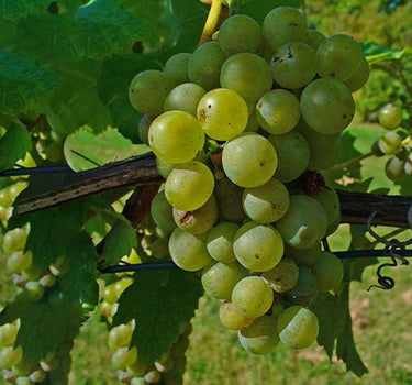 Vitis vinifera Or Grapes Vine - Mediterranean Vineyard