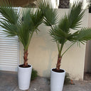 Washingtonia Palm tree Plants UAE. Two potted palm trees in front of a building with a palm tree in the background.