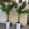 Washingtonia Palm tree Plants UAE. Two potted palm trees in front of a building with a palm tree in the background.
