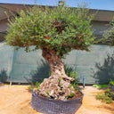 Olive Tree, Olea Europaea 2