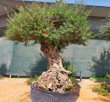 Olive Tree, Olea Europaea 2