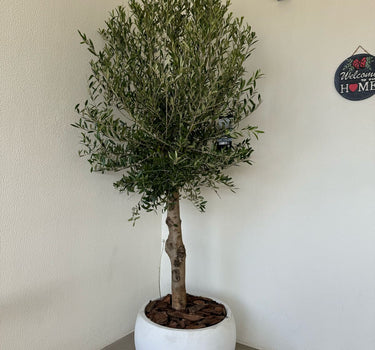 Olive Tree - Round Fiber