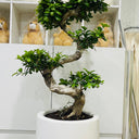 Ficus Bonsai – S Shaped 6