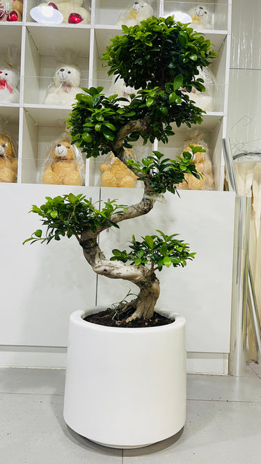 Ficus Bonsai – S Shaped 6