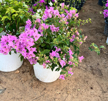Bougainvillea alexandra "Purple-Paper Flower"
