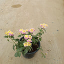 Lantana Camara ‘Pinkmound’ – Colorful 4