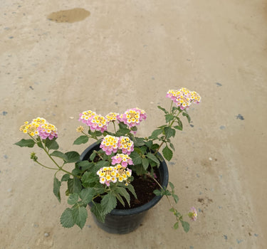 Lantana Camara ‘Pinkmound’ – Colorful 4