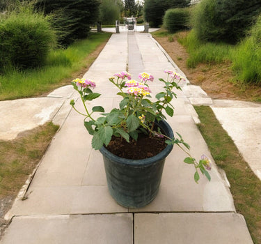 Lantana Camara ‘Pinkmound’ – Colorful 1