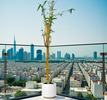 Yellow bamboo, Phyllostachys aurea