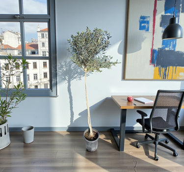 Olive Tree 1.5-1.6m 1