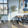 Olive Tree 1.5-1.6m 1
