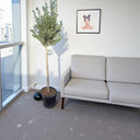 Olive Tree / Olea Europea "1.3-1.5m" 1