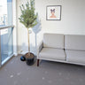 Olive Tree / Olea Europea "1.3-1.5m" 1