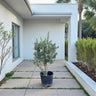 Olive Tree - Ball Shaped 1