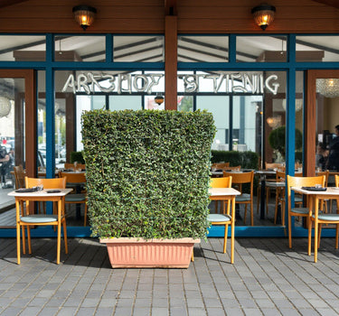 Ehretia Microphylla Hedge Shape 1 m 1