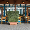 Ehretia Microphylla Hedge Shape 1 m 1