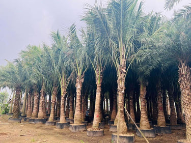 Cocos nucifera – Coconut Palm 4