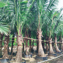 Cocos nucifera – Coconut Palm 6