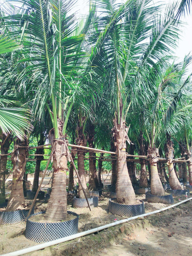 Cocos nucifera – Coconut Palm 6
