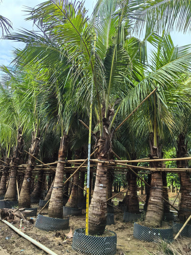 Cocos nucifera – Coconut Palm 5