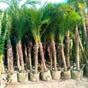 Phoenix roebelenii – Miniature Date Palm 6
