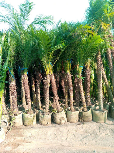 Phoenix roebelenii – Miniature Date Palm 6