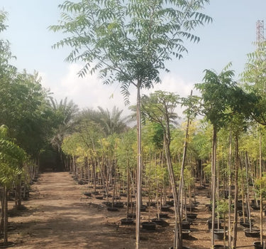 Azadirachta Indica – Neem Tree