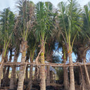Cocos nucifera – Coconut Palm 8
