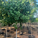 Hibiscus tiliaceus – Beach Hibiscus Tree 4