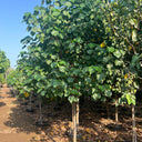 Hibiscus tiliaceus – Beach Hibiscus Tree 3