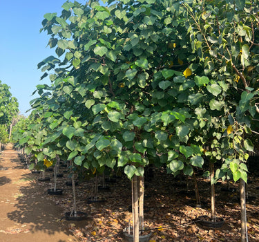 Hibiscus tiliaceus – Beach Hibiscus Tree 3