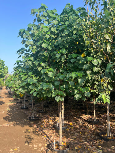 Hibiscus tiliaceus – Beach Hibiscus Tree 3