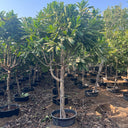 Plumeria Obtusa – Frangipani Tree 5